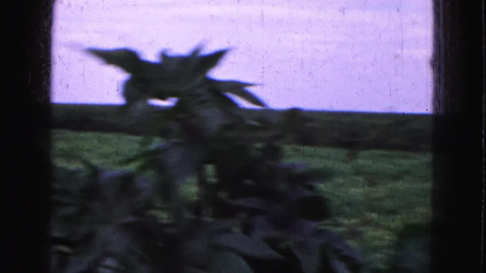 1975 Florida Everglades home-movie frame looking through a dark window frame toward grass, low trees, and foreground leaves.