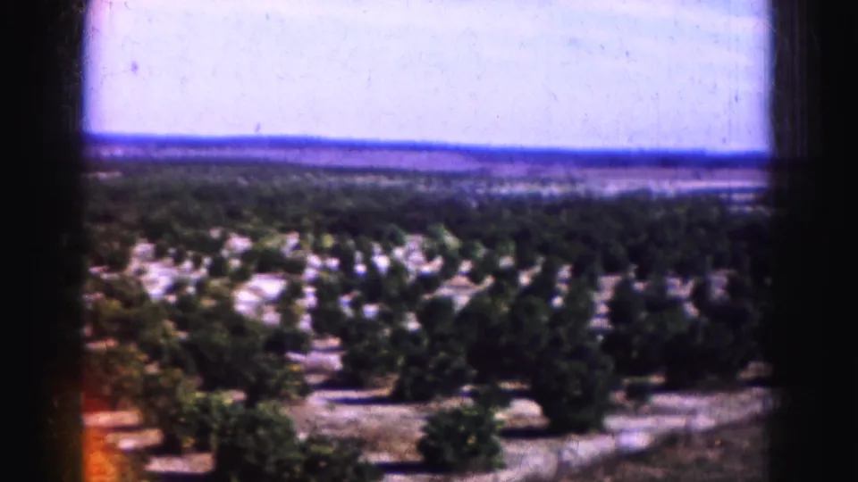 Wide 1975 Florida Everglades landscape view with pale sky, flat horizon, marsh vegetation, and scattered trees seen through 8mm film edges.