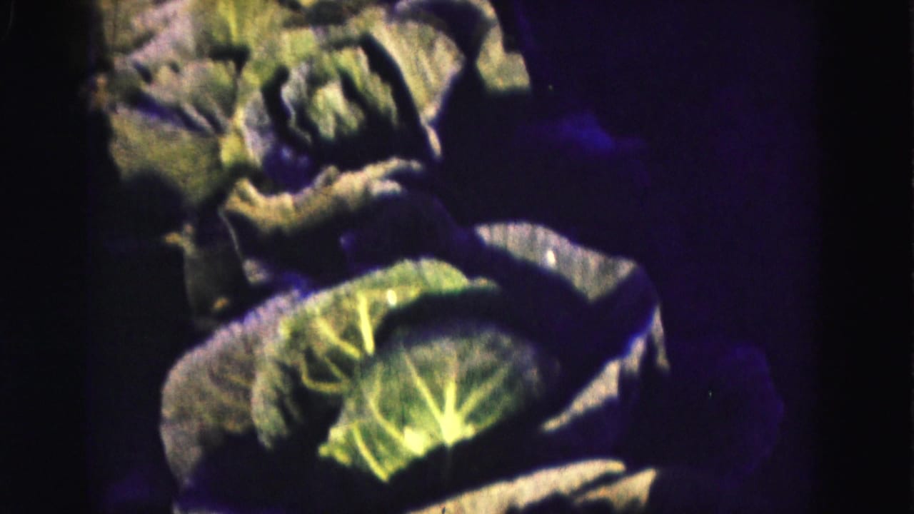 Close 8mm view of leafy green vegetables, likely lettuce or similar crops, in a cultivated garden row.
