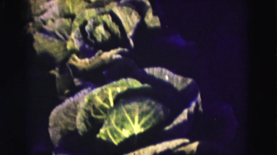 Close 8mm view of leafy green vegetables, likely lettuce or similar crops, in a cultivated garden row.