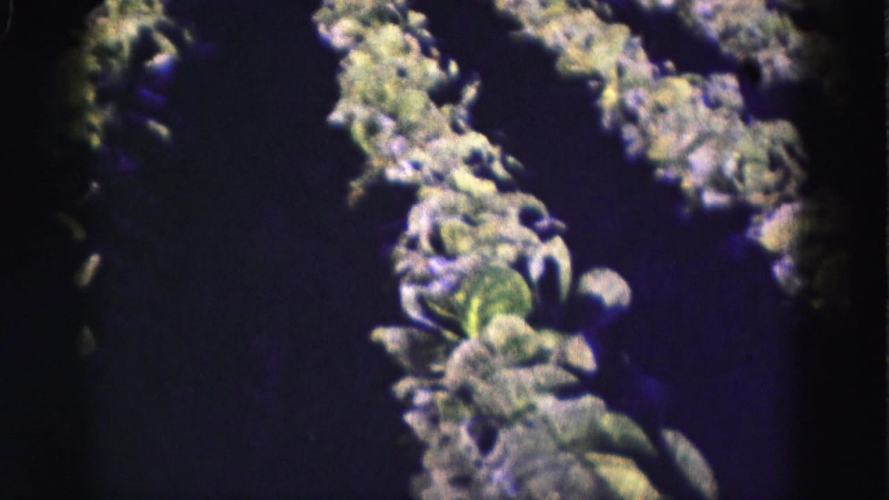 1975 Florida Everglades home-movie frame showing rows of leafy vegetables in a cultivated garden plot.