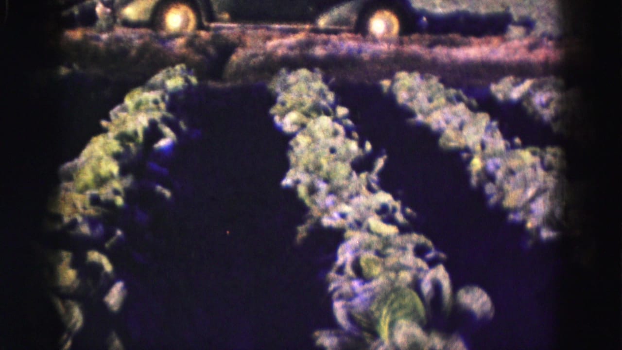 Rows of leafy crops with an older car parked beyond them.