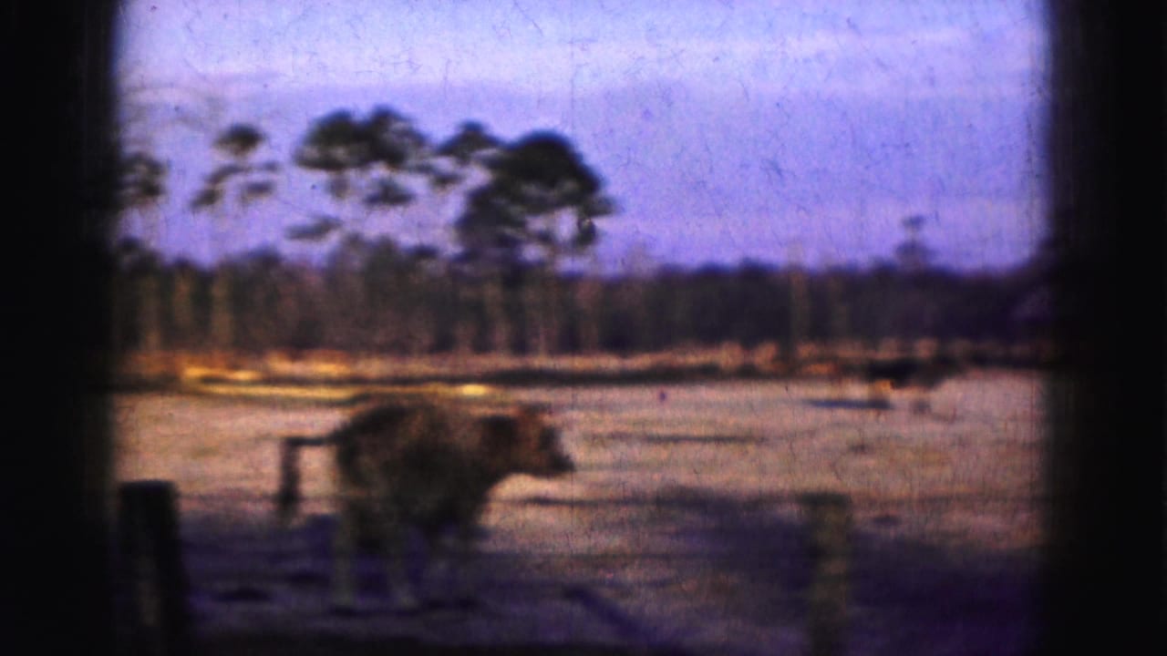 1975 Florida Everglades home-movie frame with a grazing animal near a waterway, sparse trees, and open flat ground.