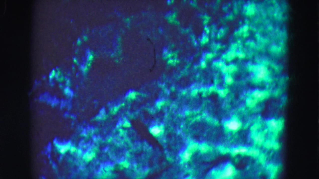 1975 Florida Everglades trip footage frame with a close, grainy view of blue-green illuminated rocks or aquatic growth inside an aquarium display.