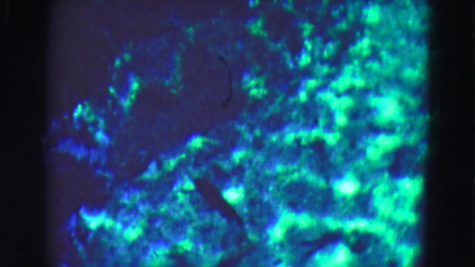 1975 Florida Everglades trip footage frame with a close, grainy view of blue-green illuminated rocks or aquatic growth inside an aquarium display.