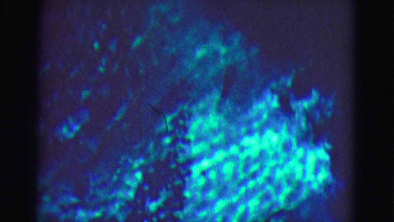 The final frame shows blue-green luminous texture near the lower right of the supplied Everglades night footage.