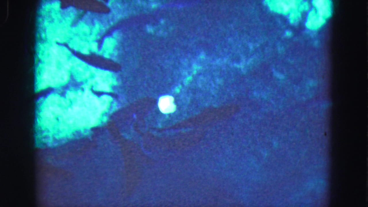 1975 Florida Everglades 8mm underwater frame with fish silhouettes moving through murky blue-green water near a bright green light source.