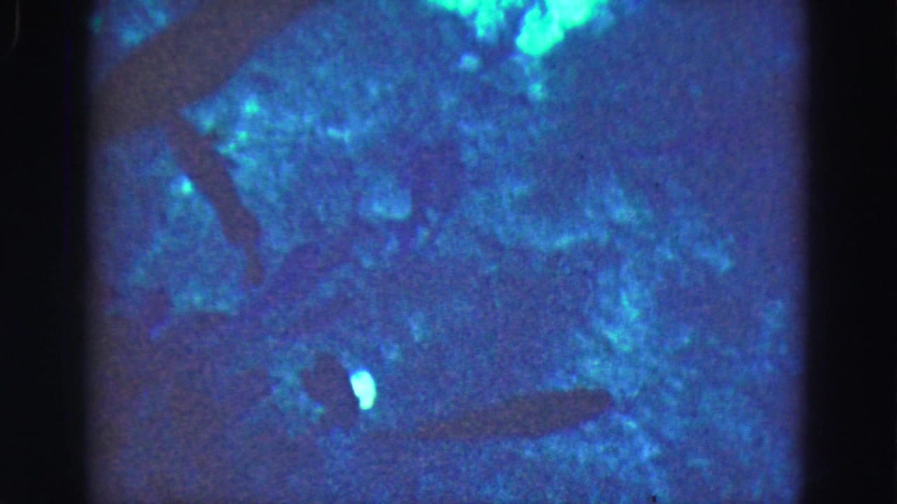 1975 Florida Everglades 8mm frame showing several fish silhouettes in dim blue-green water with grain, soft focus, and dark gate edges.