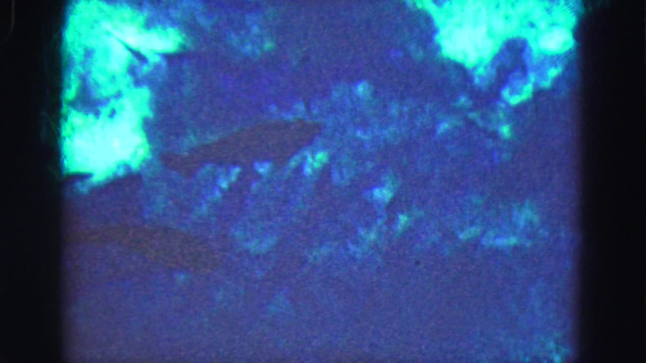 1975 8mm Everglades underwater view with a dark fish shape crossing through bright blue-green water.