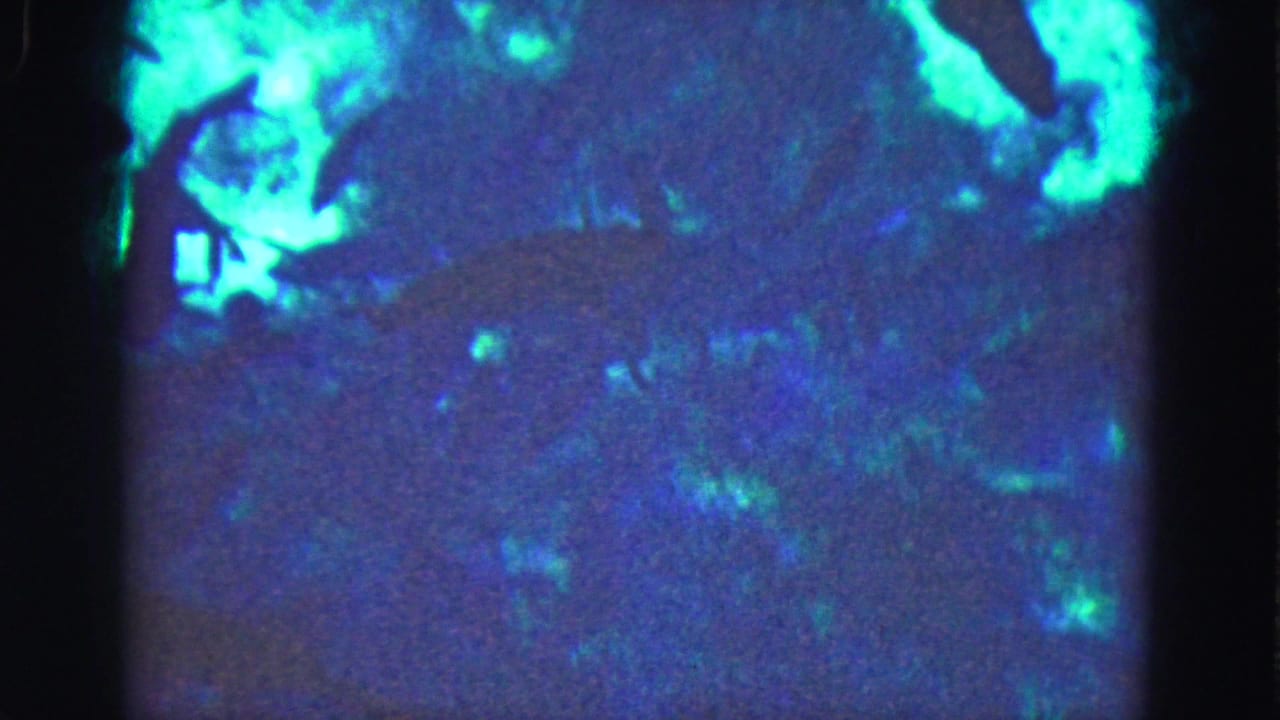 1975 Florida Everglades 8mm frame showing dark fish forms in murky blue-green water with glowing edge patches.