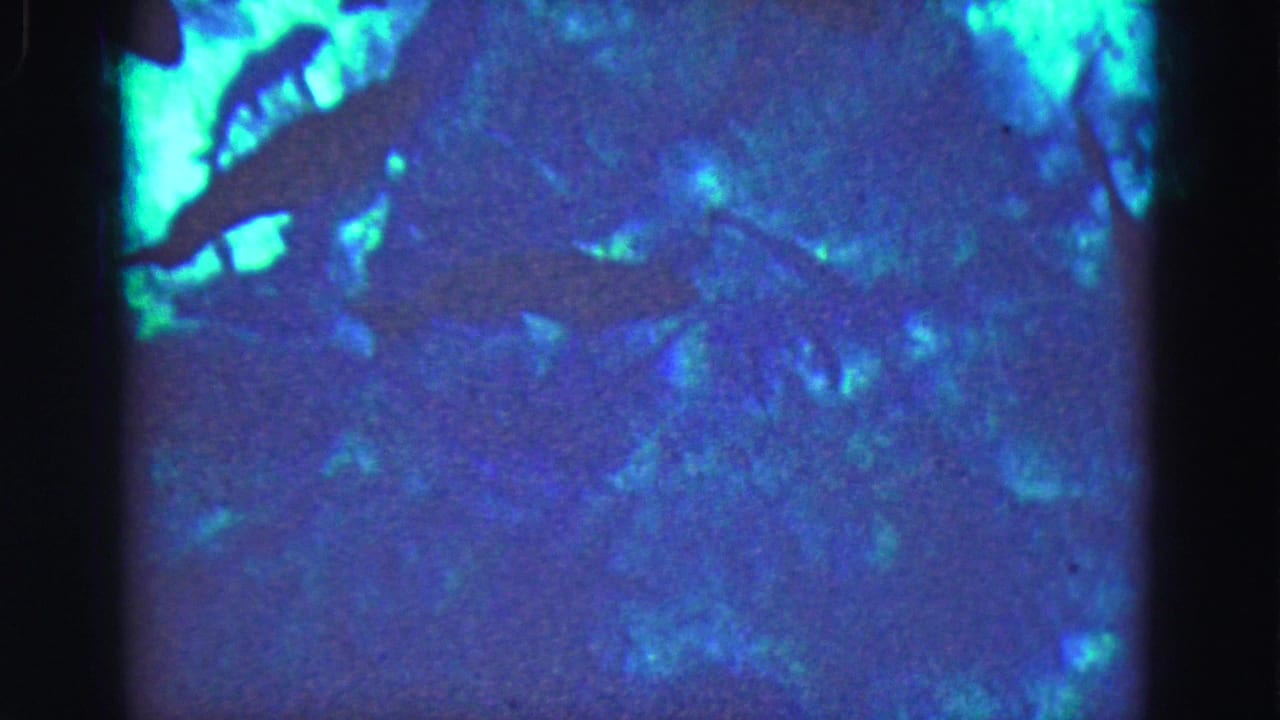 1975 Florida Everglades home-movie frame showing a blue-green aquarium or tank view with indistinct aquatic forms and heavy film grain.