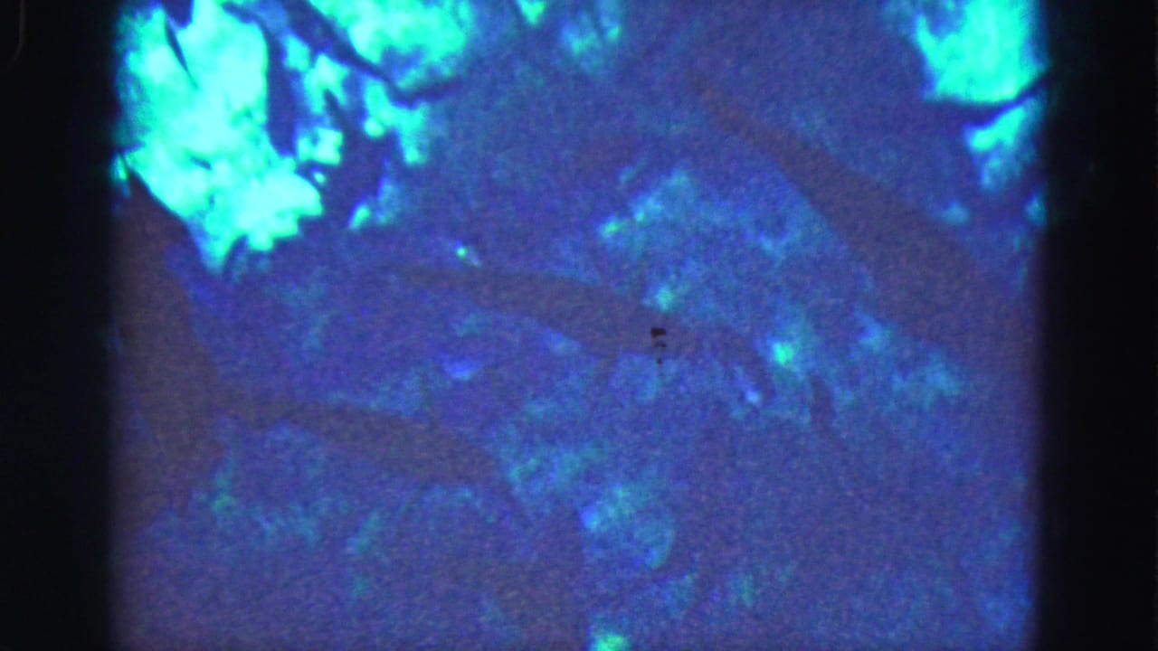 1975 Florida Everglades 8mm frame with bright turquoise highlights over a soft, grainy tank or aquarium scene.