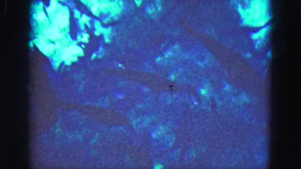 1975 Florida Everglades 8mm frame with bright turquoise highlights over a soft, grainy tank or aquarium scene.