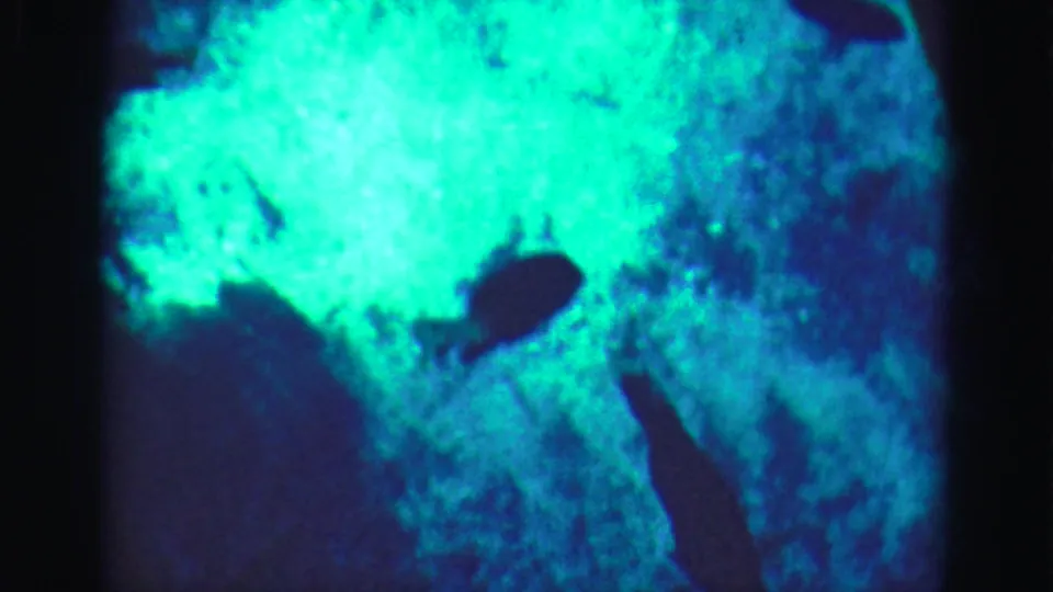 1975 Florida Everglades home-movie frame showing bright coral or reef-like texture and dark fish silhouettes in blue water.