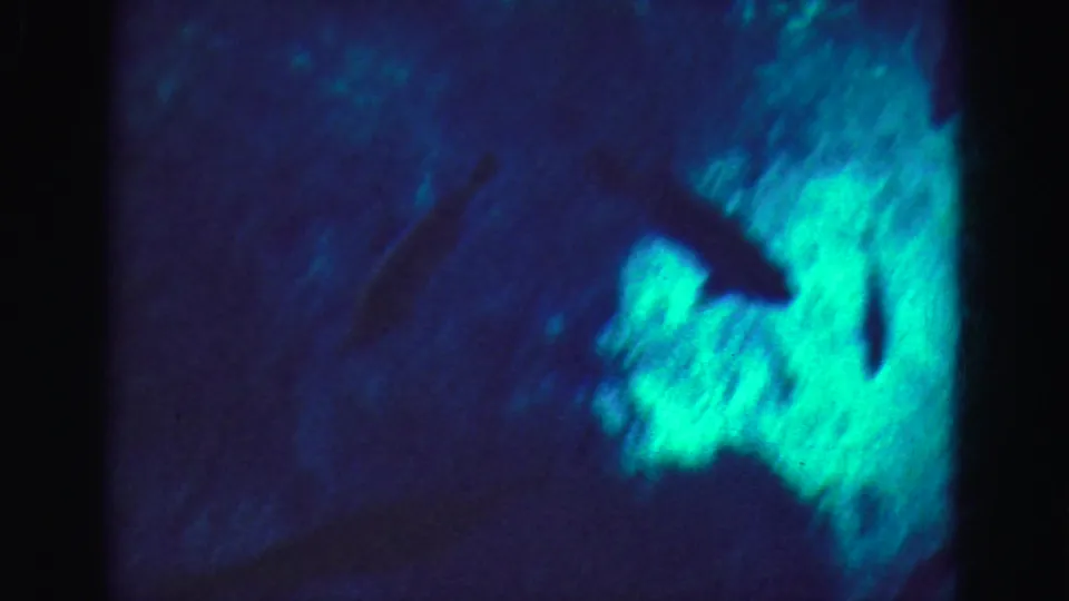 1975 Florida Everglades underwater frame with two dark fish silhouettes beside glowing blue-green reef-like texture.