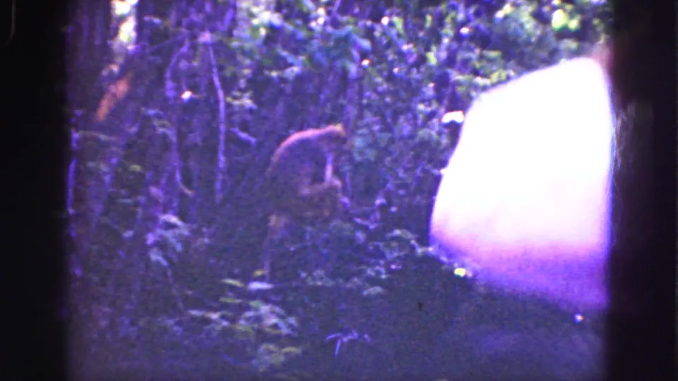 1975 Florida Everglades frame showing dense vegetation, a small brown animal-like shape, and a partial human arm or shoulder at the right edge.