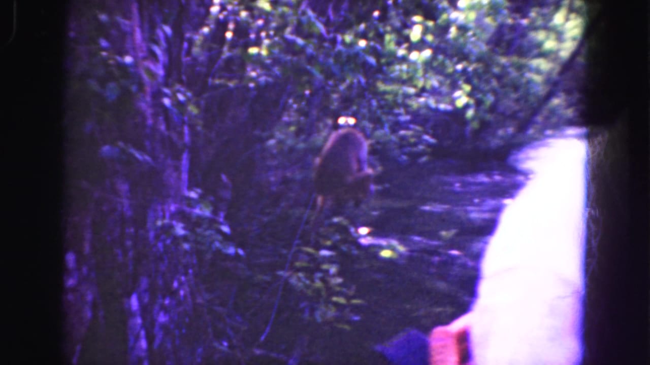 Dense swamp path with foliage, a small animal-like figure, and a partial sleeve or hand at the edge.