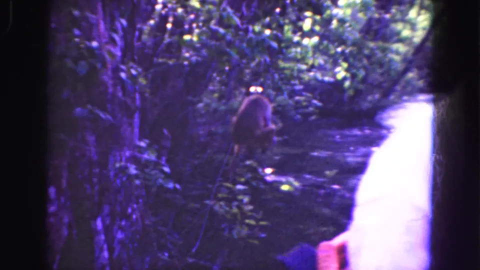 1975 8mm Florida Everglades home-movie frame showing dense swamp vegetation, a narrow path or bank, a small animal-like figure, and a partial human sleeve.