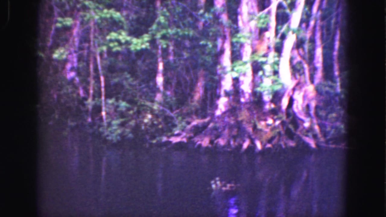 1975 8mm Florida Everglades frame showing still dark swamp water, dense green vegetation, and cypress-like trunks and roots along the bank.