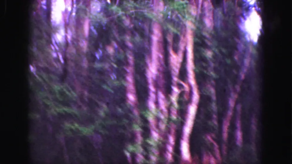 1975 8mm Florida Everglades frame with soft-focus cypress-like trunks, tangled vegetation, and strong purple color shift from aged film.