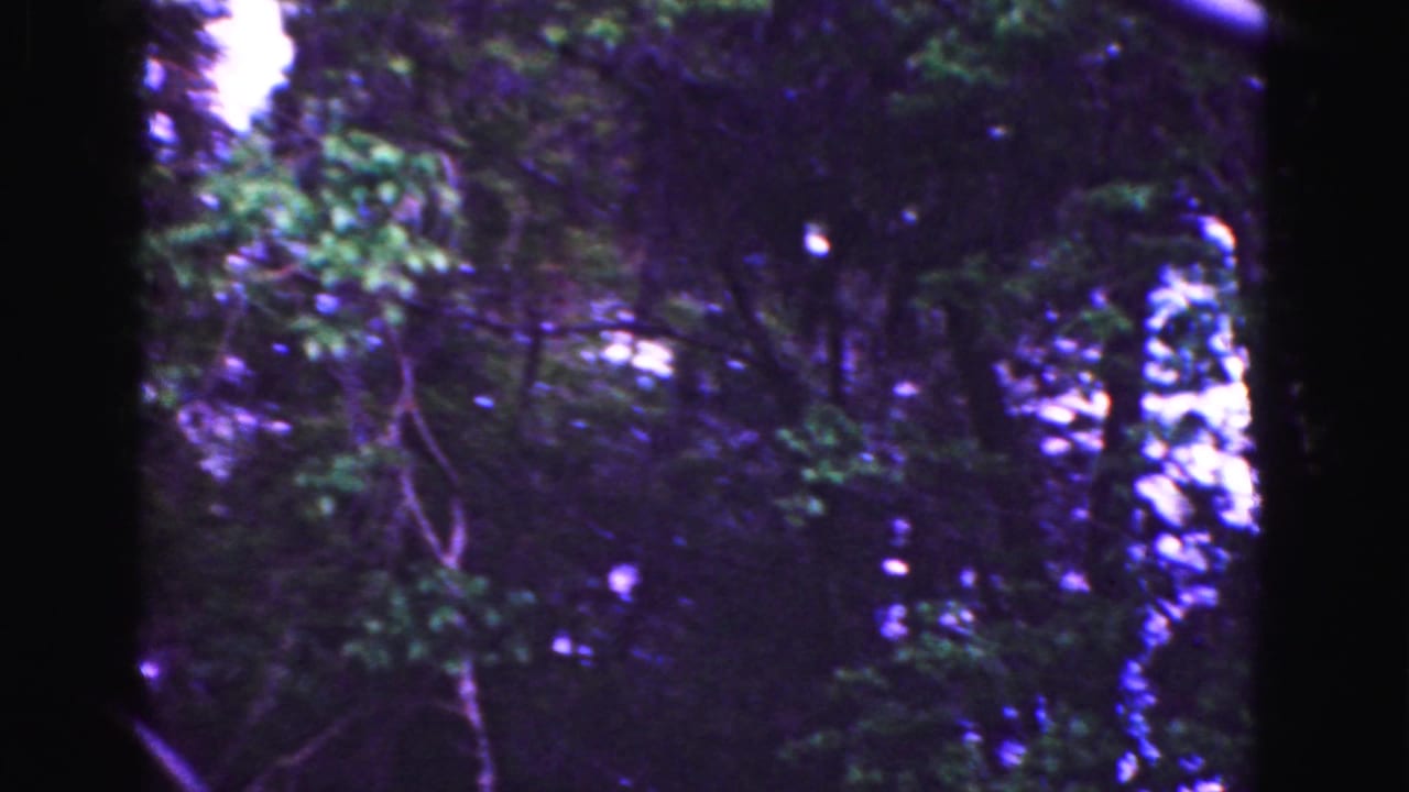 Purple-shifted 8mm frame of dense Everglades foliage seen during a moving travel shot.
