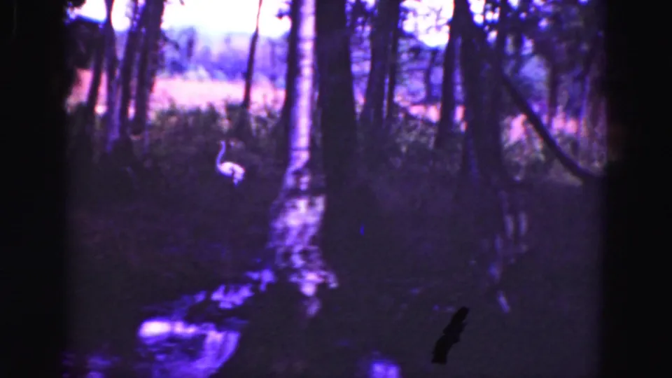 1975 Everglades home-movie frame showing tree trunks, water, and vegetation along a wetland edge.