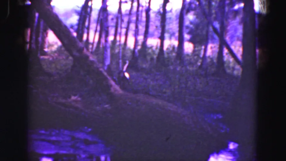 Everglades travel frame with leaning trees, wet ground, and dense vegetation in purple-shifted 8mm color.