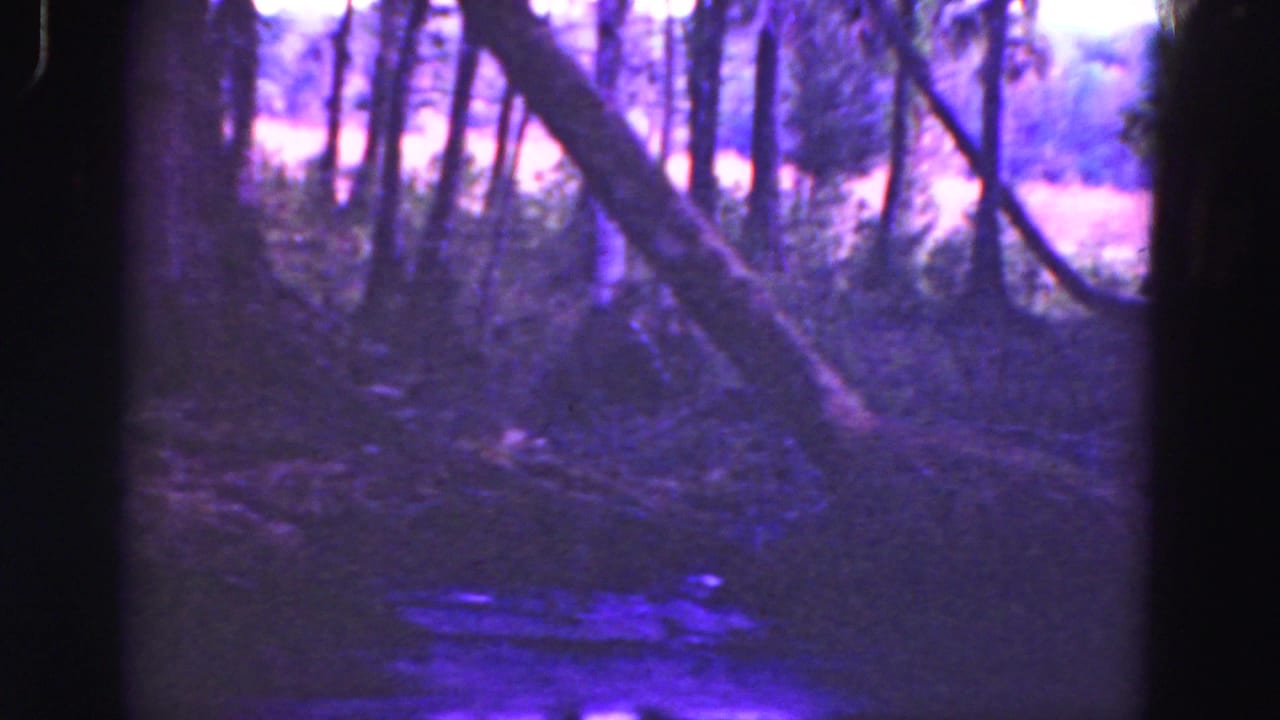 1975 8mm Everglades footage showing a dim wooded wetland, tangled trunks, and a narrow watercourse under heavy purple-blue fading.
