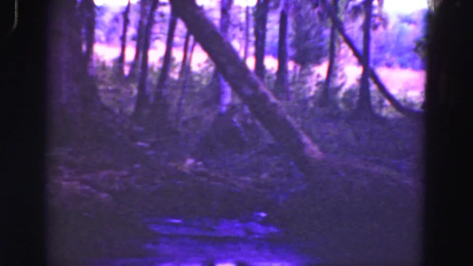 1975 8mm Everglades footage showing a dim wooded wetland, tangled trunks, and a narrow watercourse under heavy purple-blue fading.