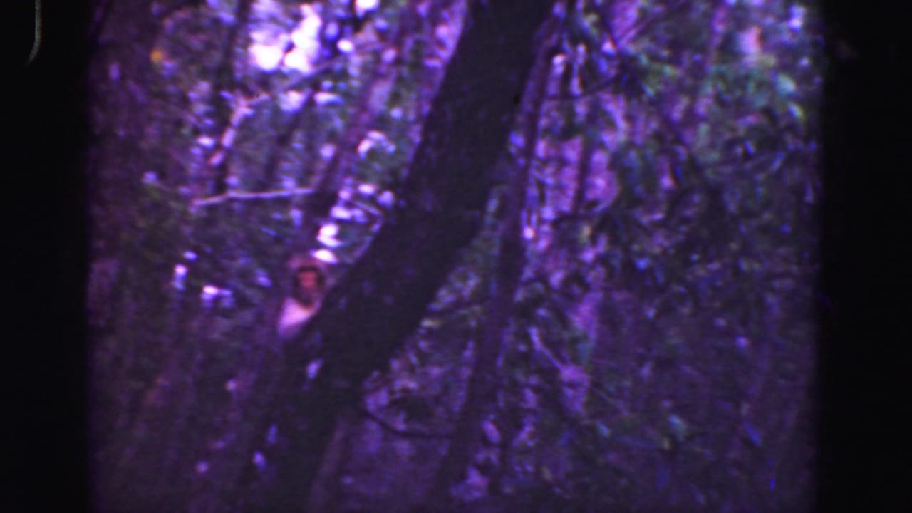 1975 8mm Everglades frame with tangled tree trunks and a small pale animal-like figure partly obscured in the foliage.