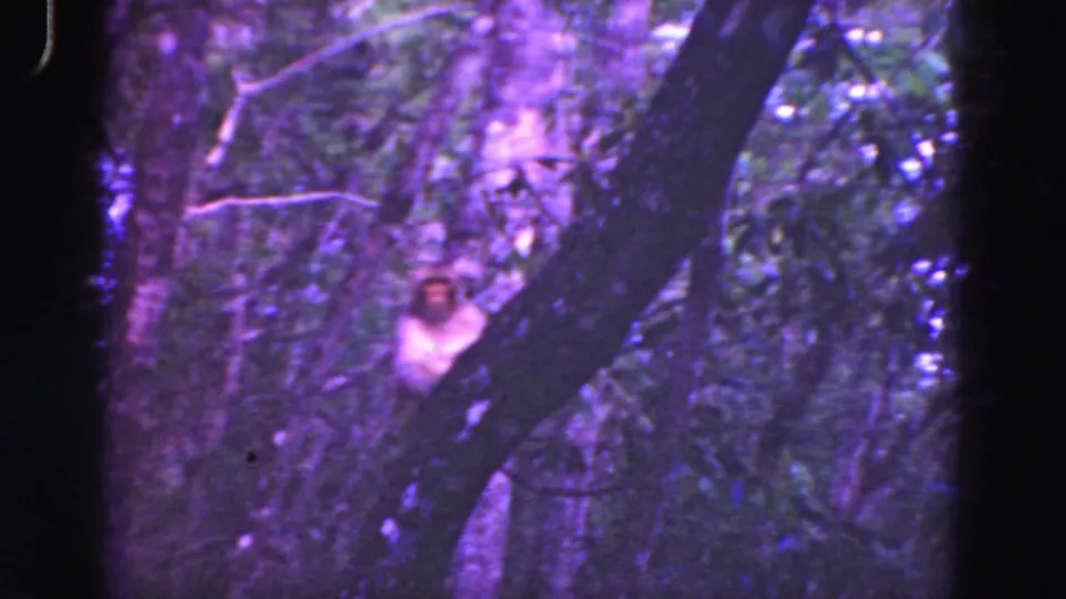 1975 8mm Everglades footage showing dense woodland with a pale animal-like shape low in the frame among branches and trunks.