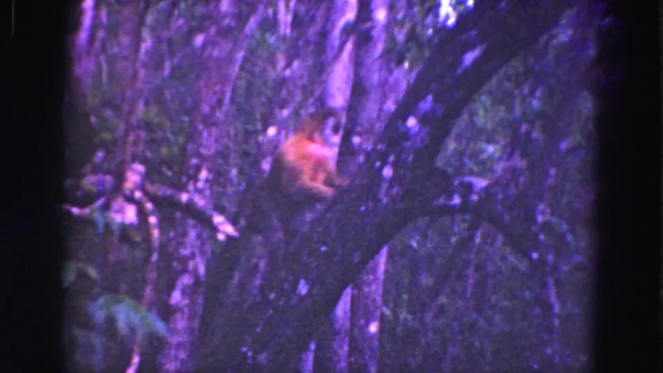 1975 8mm Everglades frame with an orange-brown animal shape, possibly a monkey, perched among dark branches and dense foliage.