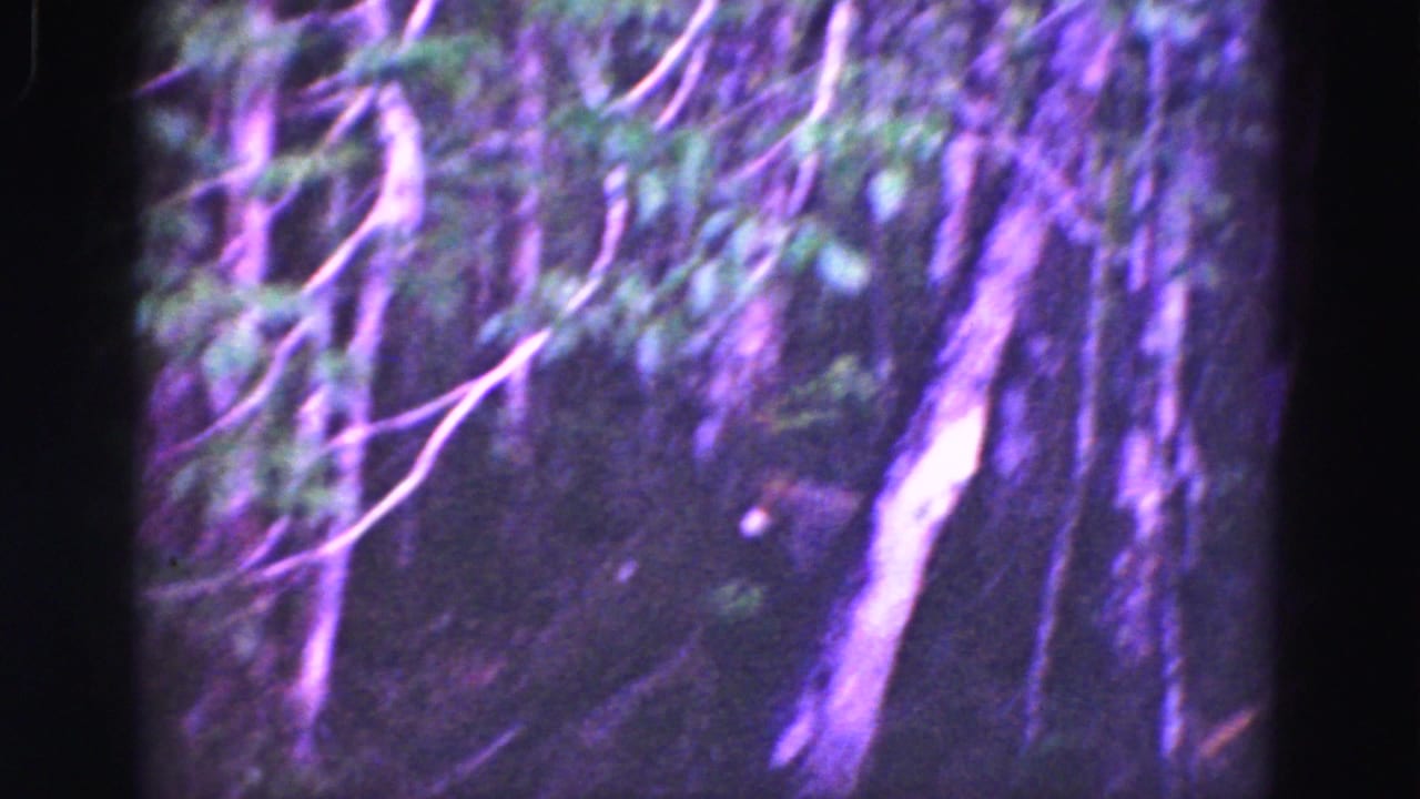 1975 Florida Everglades 8mm frame showing shadowed trees, hanging branches, and dense foliage with strong purple color drift.