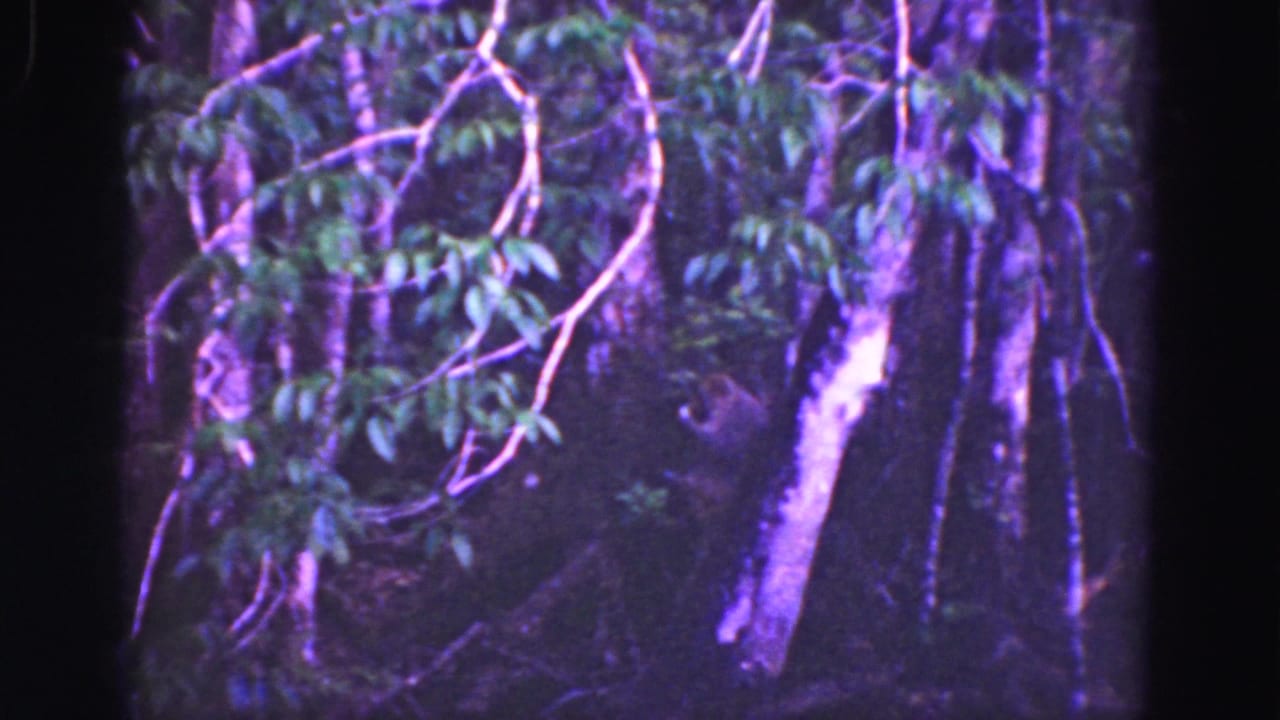 Dense tree canopy and branches in a dim forest frame.