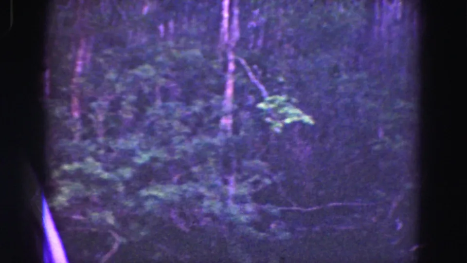 1975 Florida Everglades 8mm frame showing low vegetation, slender trunks, and shadowed undergrowth with soft focus.