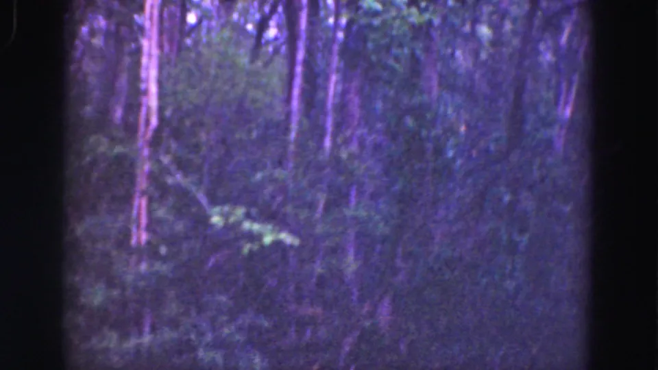 1975 Florida Everglades frame with thick undergrowth, vertical tree trunks, and low-light purple-green 8mm coloration.
