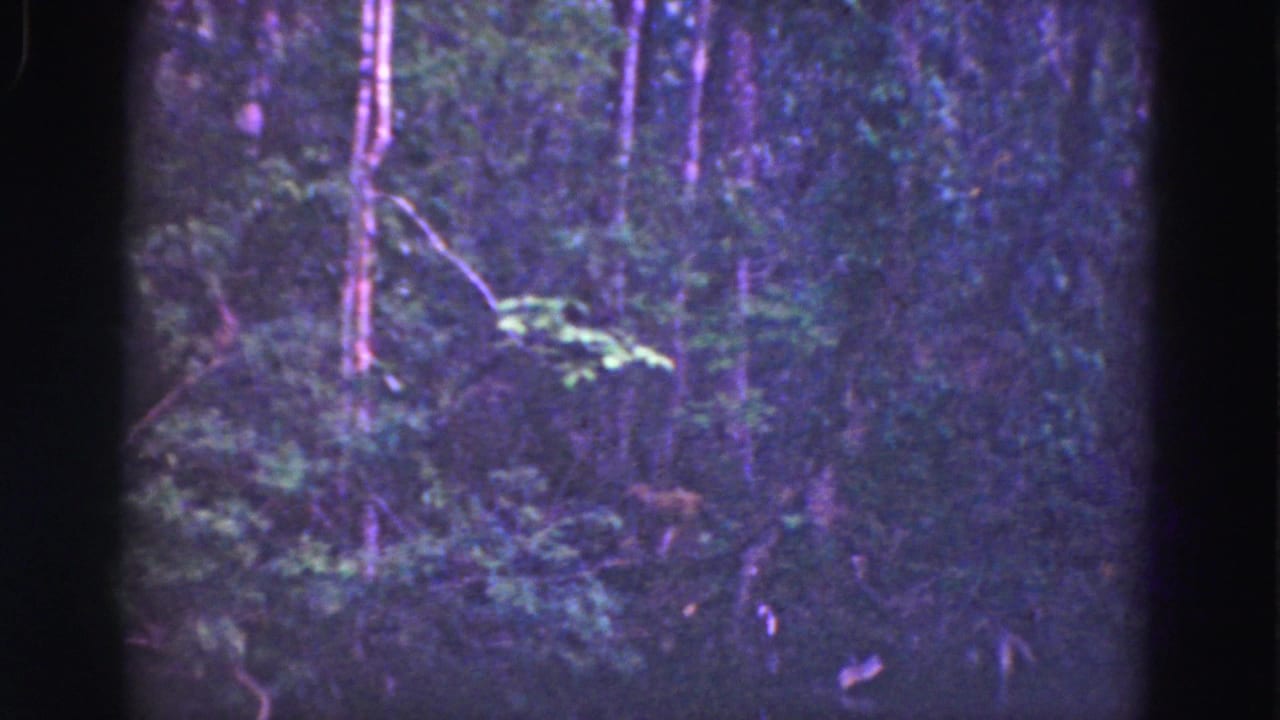 1975 8mm Florida Everglades forest view with dense foliage, slim tree trunks, soft grain, and purple color shift.