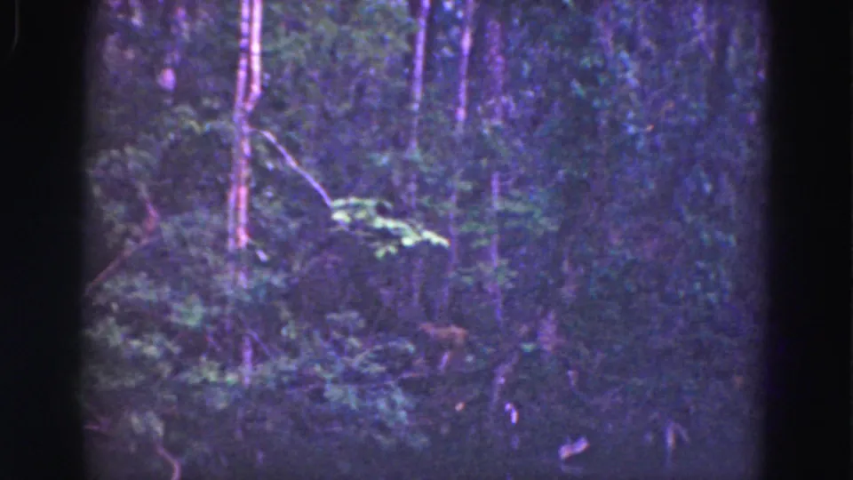 1975 8mm Florida Everglades forest view with dense foliage, slim tree trunks, soft grain, and purple color shift.