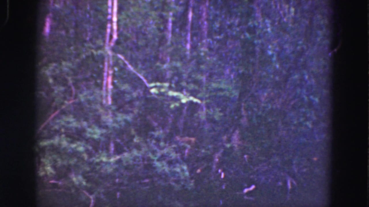 Handheld 1975 Everglades forest frame showing layered green vegetation, narrow trunks, and dark film-edge vignetting.