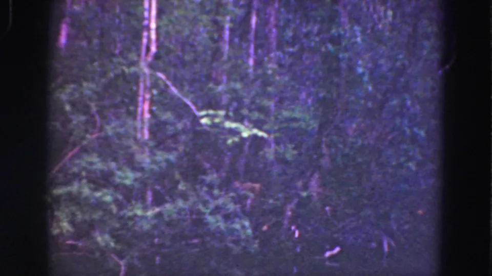 Handheld 1975 Everglades forest frame showing layered green vegetation, narrow trunks, and dark film-edge vignetting.