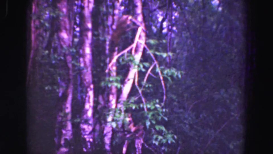 1975 Everglades home-movie frame with a small brown animal partly visible near tree trunks in dense vegetation.