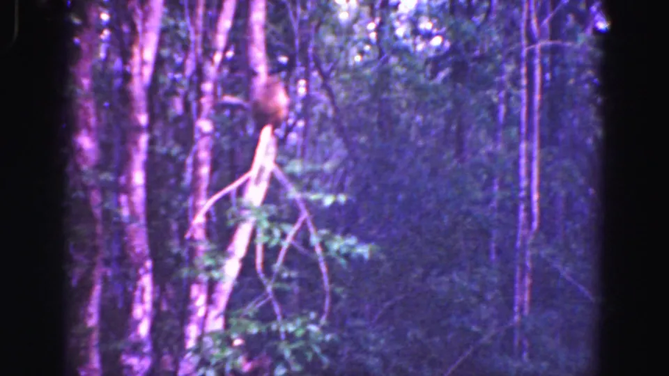 1975 8mm Everglades footage frame showing a small brown animal climbing or clinging near a slender tree trunk.