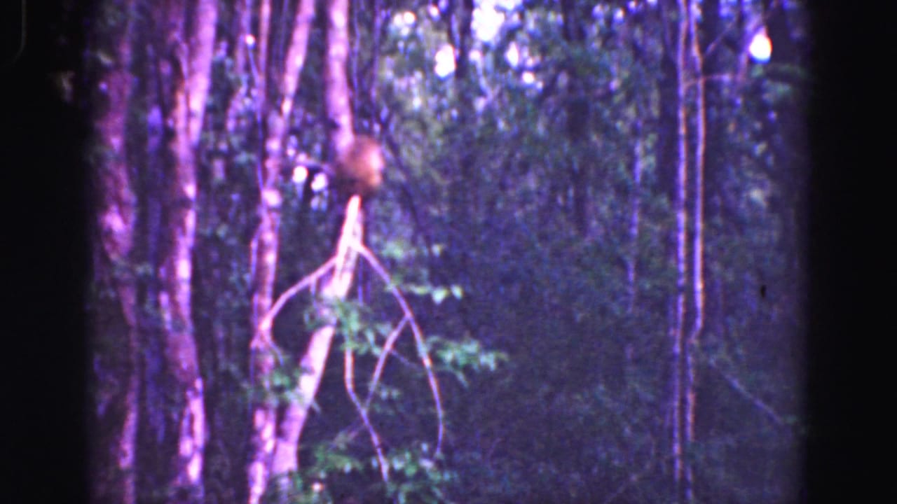 1975 8mm Florida Everglades frame showing a small primate near tall trunks and dense shadowed vegetation.