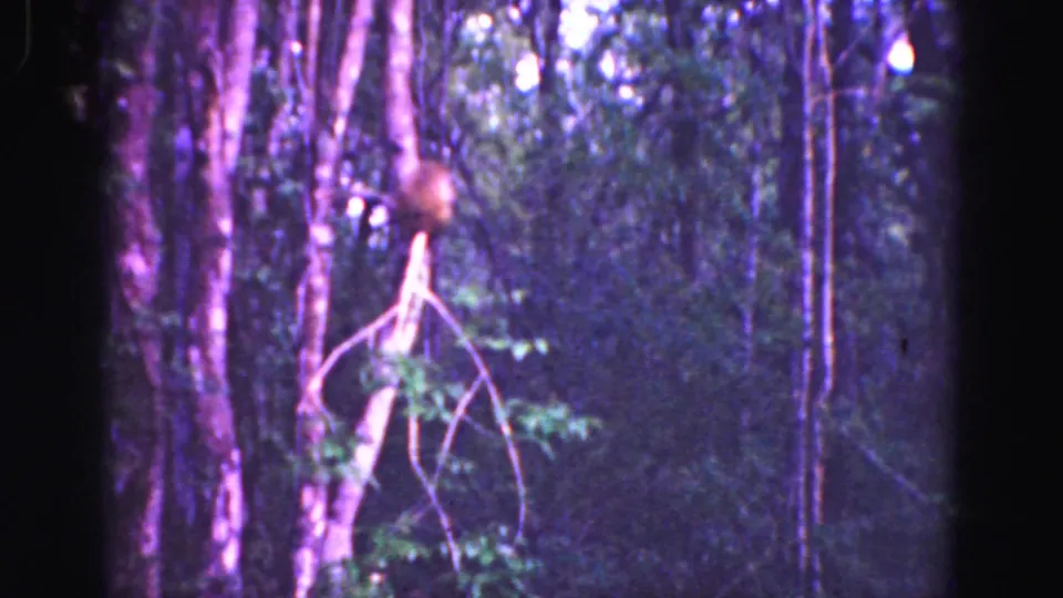 1975 8mm Florida Everglades frame showing a small primate near tall trunks and dense shadowed vegetation.