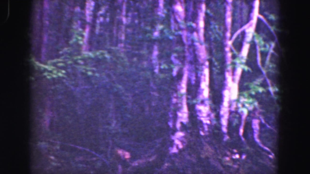 1975 8mm Florida Everglades frame of shadowed woodland, tree trunks, vines, and thick vegetation.