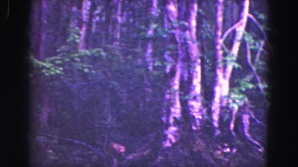 1975 8mm Florida Everglades frame of shadowed woodland, tree trunks, vines, and thick vegetation.
