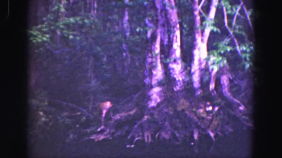 1975 8mm Florida Everglades frame showing a small primate near exposed roots beneath tall forest trees.
