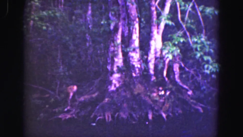 1975 8mm Florida Everglades frame with a small primate at the base of tall trees amid roots and foliage.
