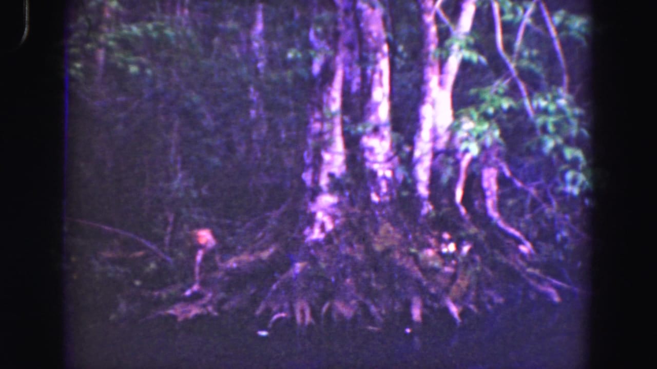 1975 8mm Everglades footage showing a small brown animal low beside exposed tree roots under dense foliage.