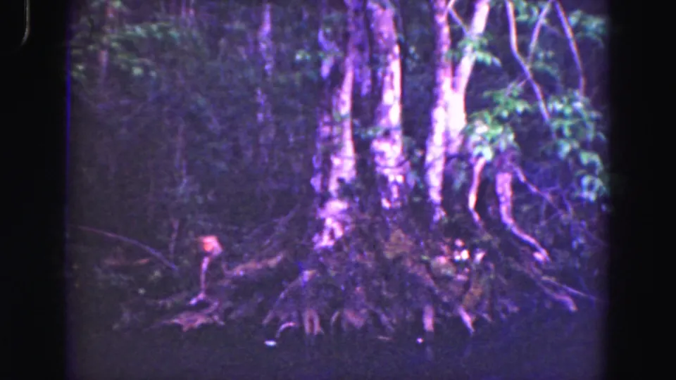 1975 8mm Everglades footage showing a small brown animal low beside exposed tree roots under dense foliage.